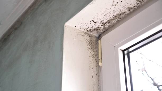 Best White Mold Remediation in Otisville, NY