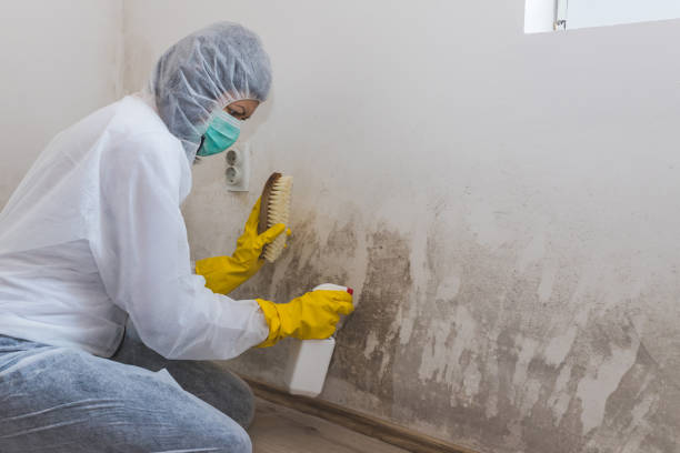 Best Attic Mold Remediation in Otisville, NY