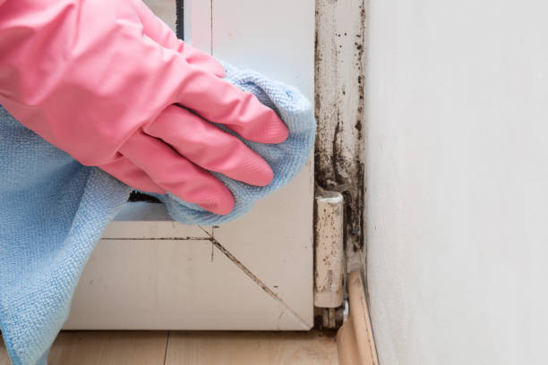 Best DIY Mold Remediation Support Services in Otisville, NY