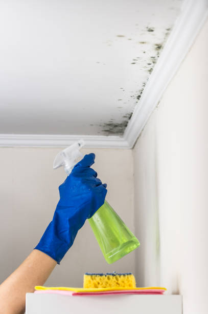 Best Basement Mold Remediation in Otisville, NY